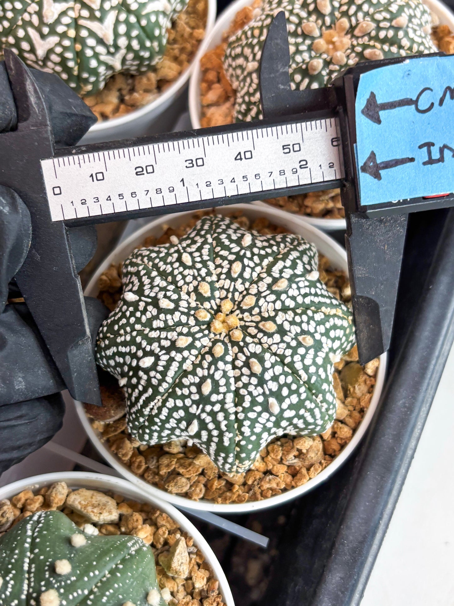 Astrophytum Star Shape (t3) (r6) | 3" Pot