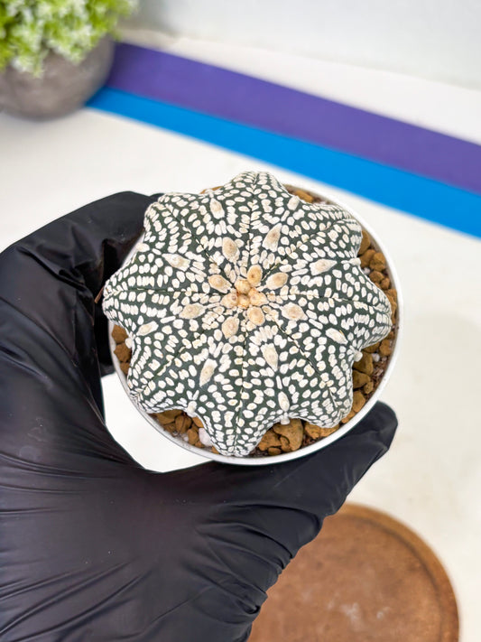 Astrophytum Star Shape (at2) (g3) | Japanese Import