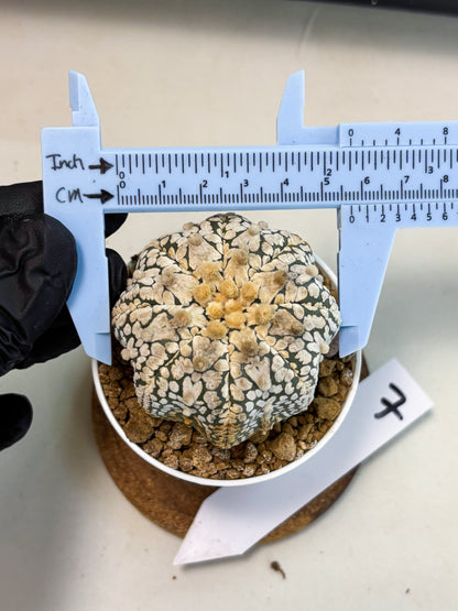 Astrophytum V-Type (at5) (y7) | Rare imported Plant