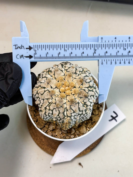 Astrophytum V-Type (at5) (y7) | Rare imported Plant