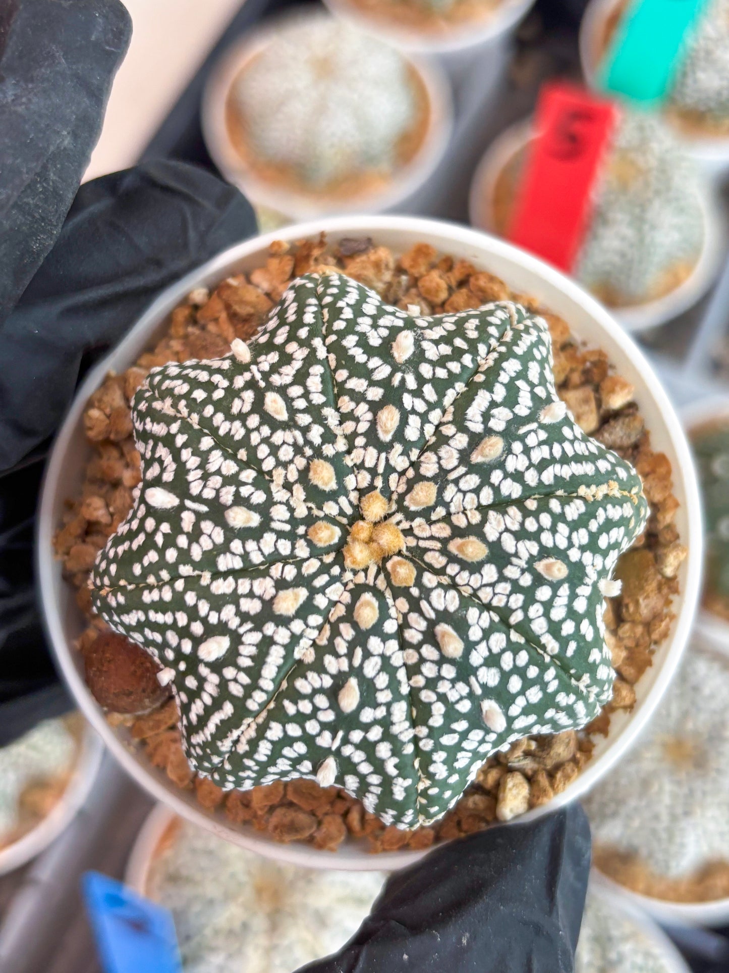 Astrophytum Star Shape (t3) (r6) | 3" Pot