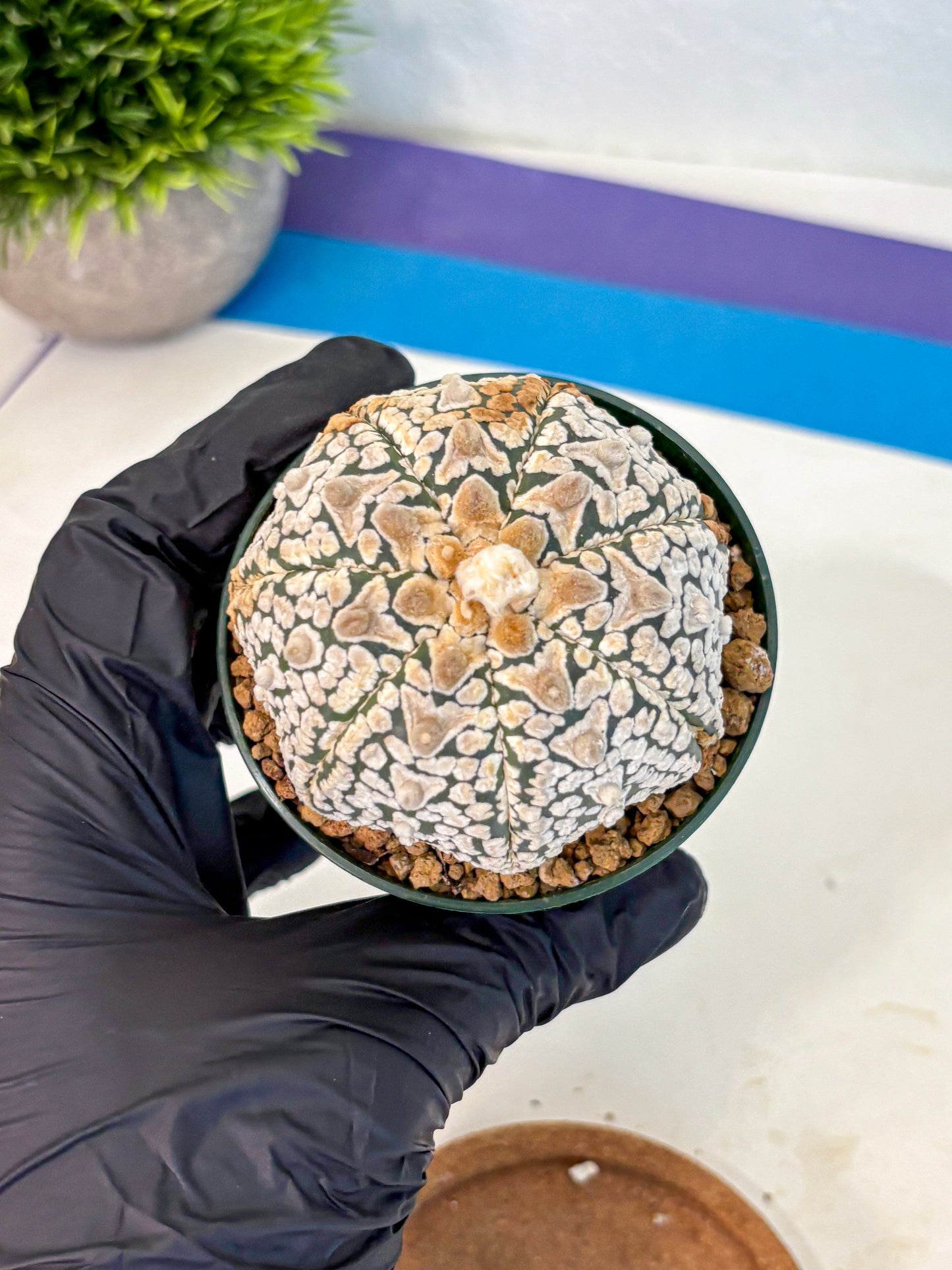 Astrophytum V Type (at2) (16) | Live Plant | Rare Collection