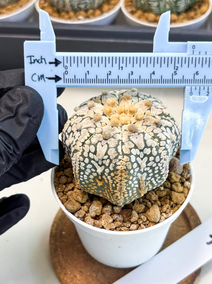 Astrophytum V-Type (at5) (y7) | Rare imported Plant