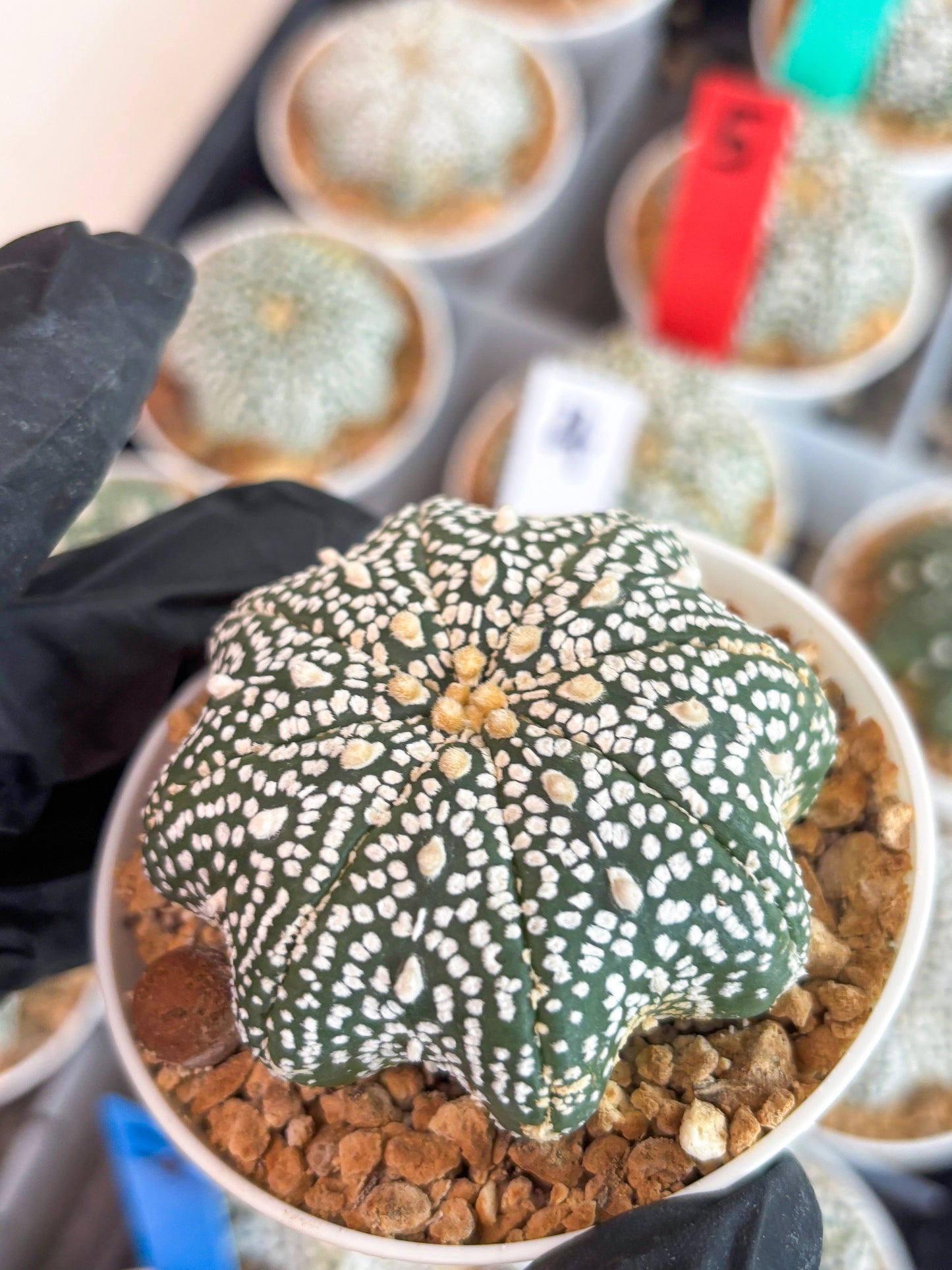 Astrophytum Star Shape (t3) (r6) | 3" Pot