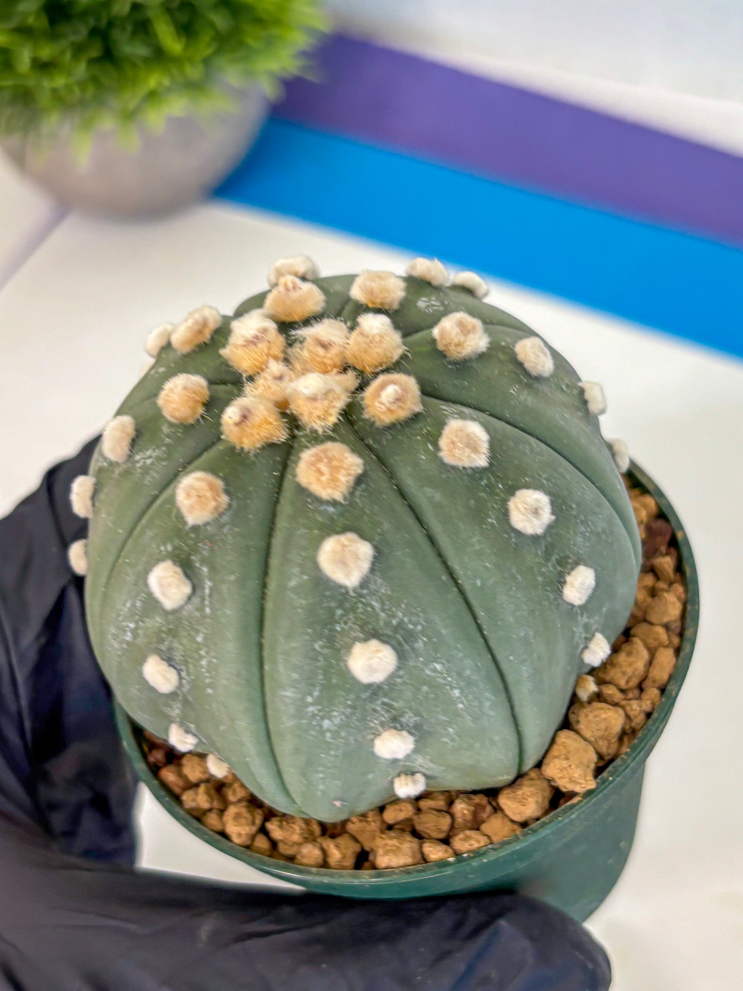 Astrophytum Oobito Nudum (at9) (16) | Cactus Plant