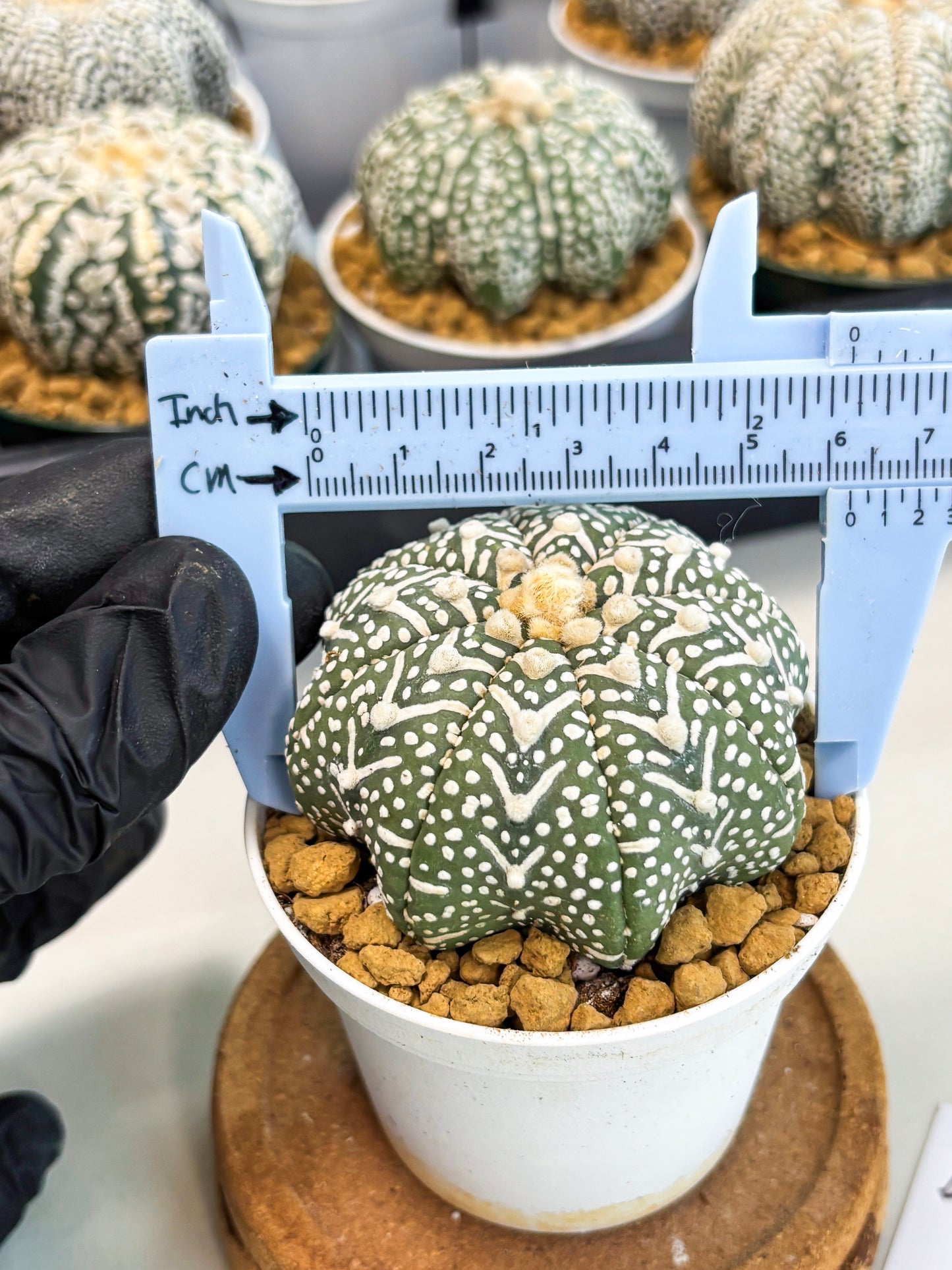 Astrophytum Star Shape (at2) (g4) | Japanese Import