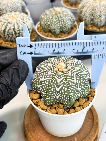 Astrophytum Star Shape (at2) (g4) | Japanese Import