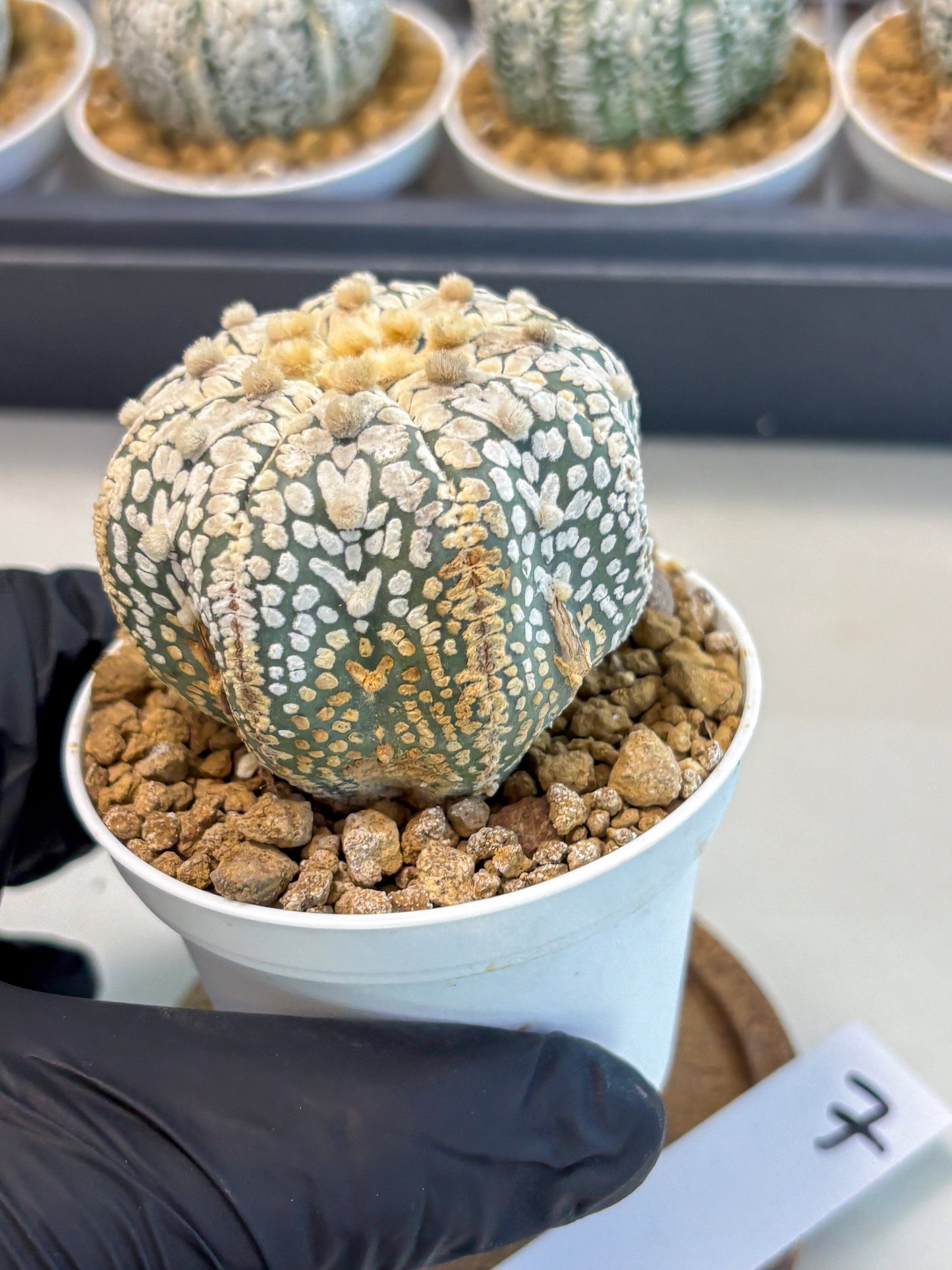Astrophytum V-Type (at5) (y7) | Rare imported Plant