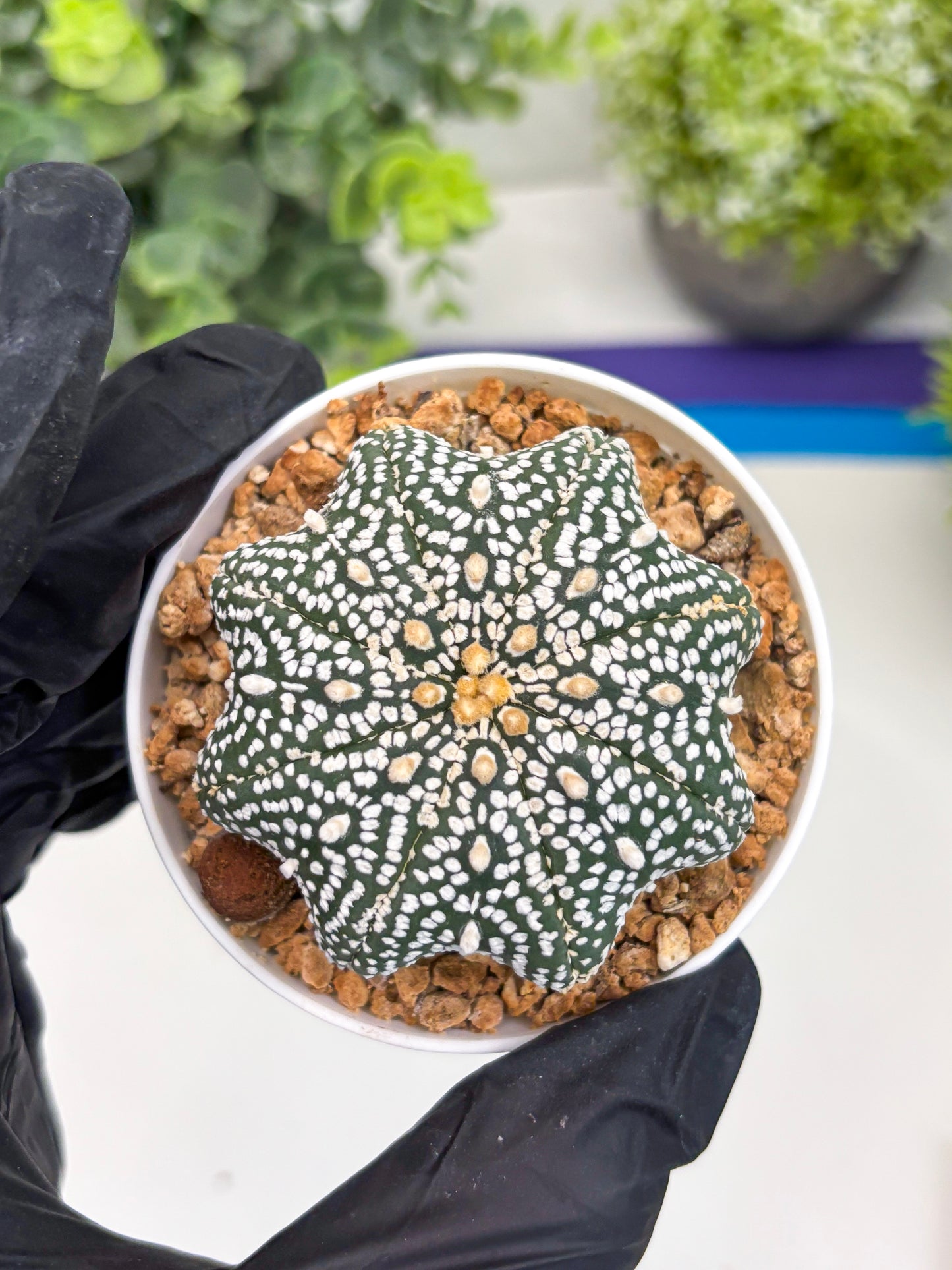 Astrophytum Star Shape (t3) (r6) | 3" Pot