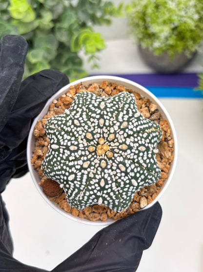 Astrophytum Star Shape (t3) (r6) | 3" Pot