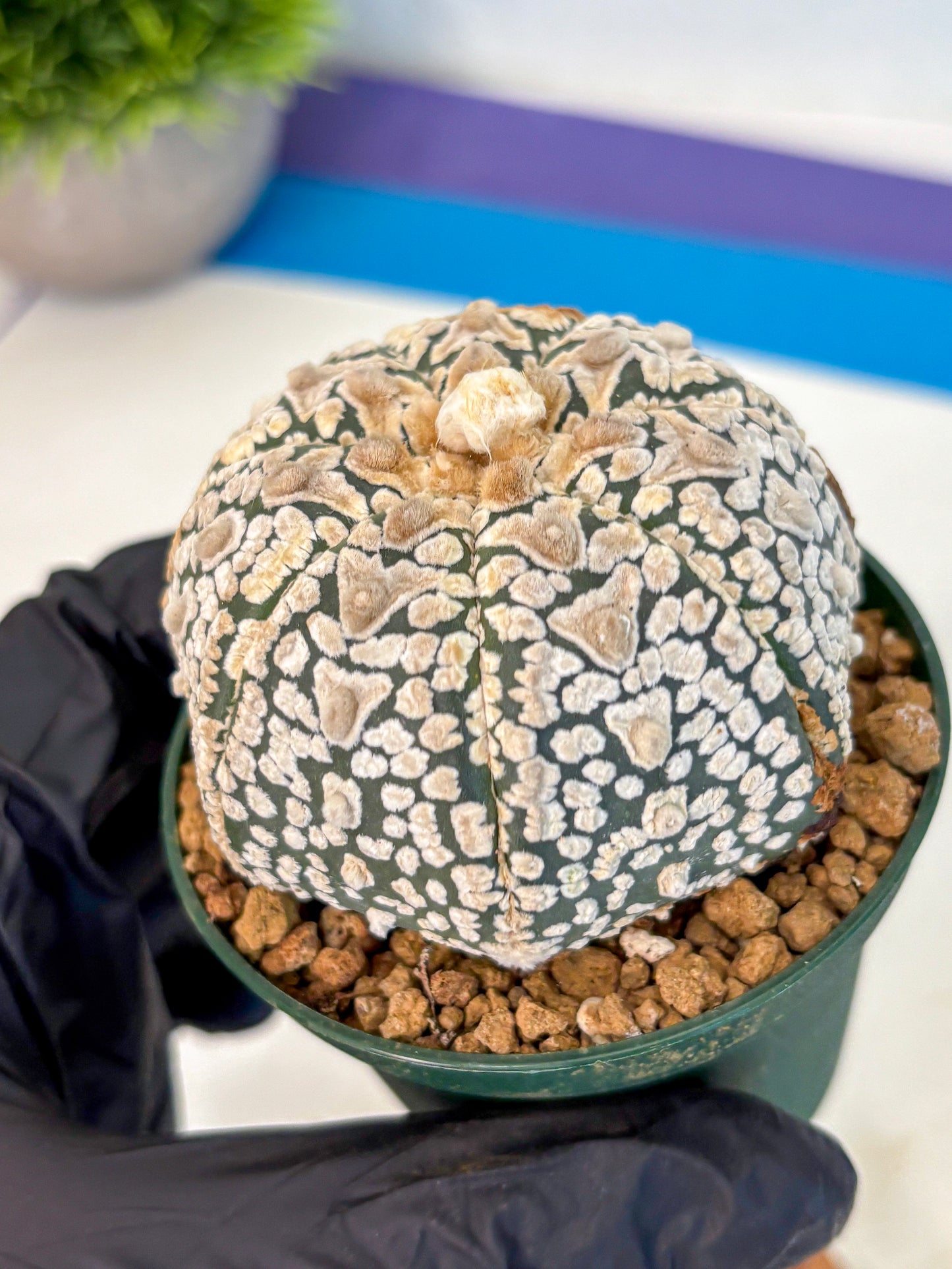 Astrophytum V Type (at2) (16) | Live Plant | Rare Collection