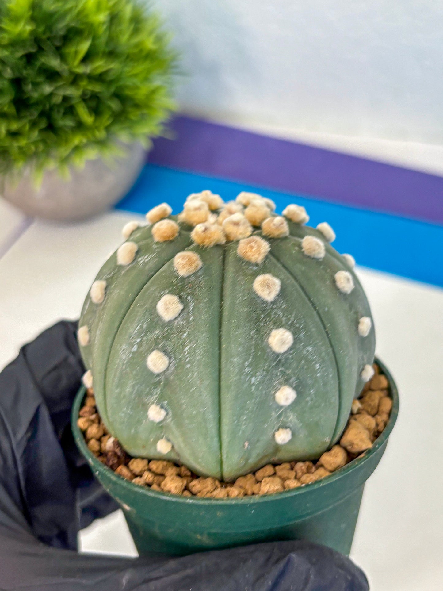 Astrophytum Oobito Nudum (at9) (16) | Cactus Plant