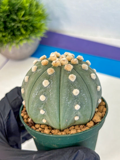 Astrophytum Oobito Nudum (at9) (16) | Cactus Plant