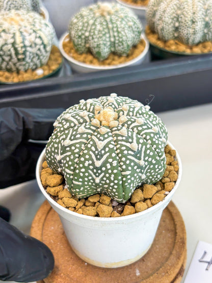 Astrophytum Star Shape (at2) (g4) | Japanese Import