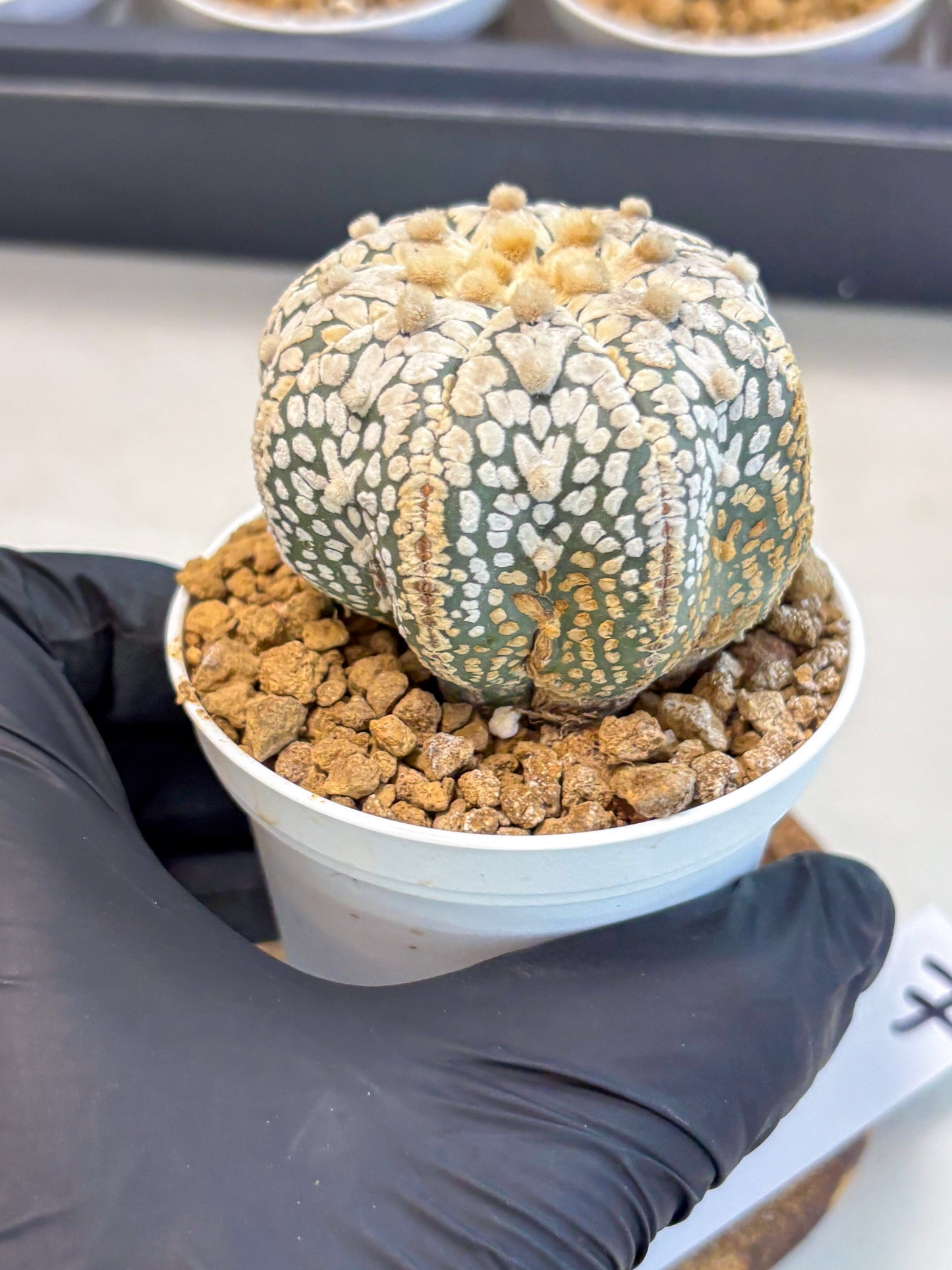 Astrophytum V-Type (at5) (y7) | Rare imported Plant