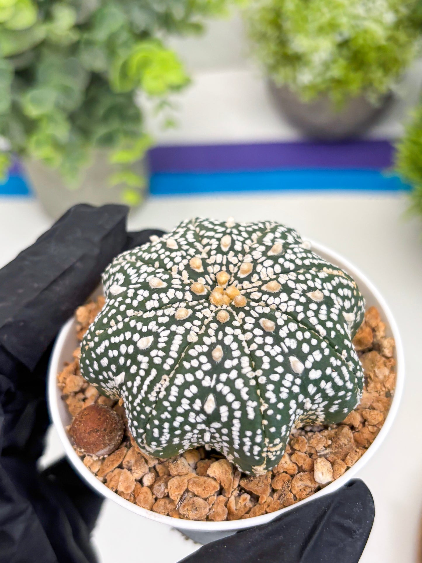 Astrophytum Star Shape (t3) (r6) | 3" Pot