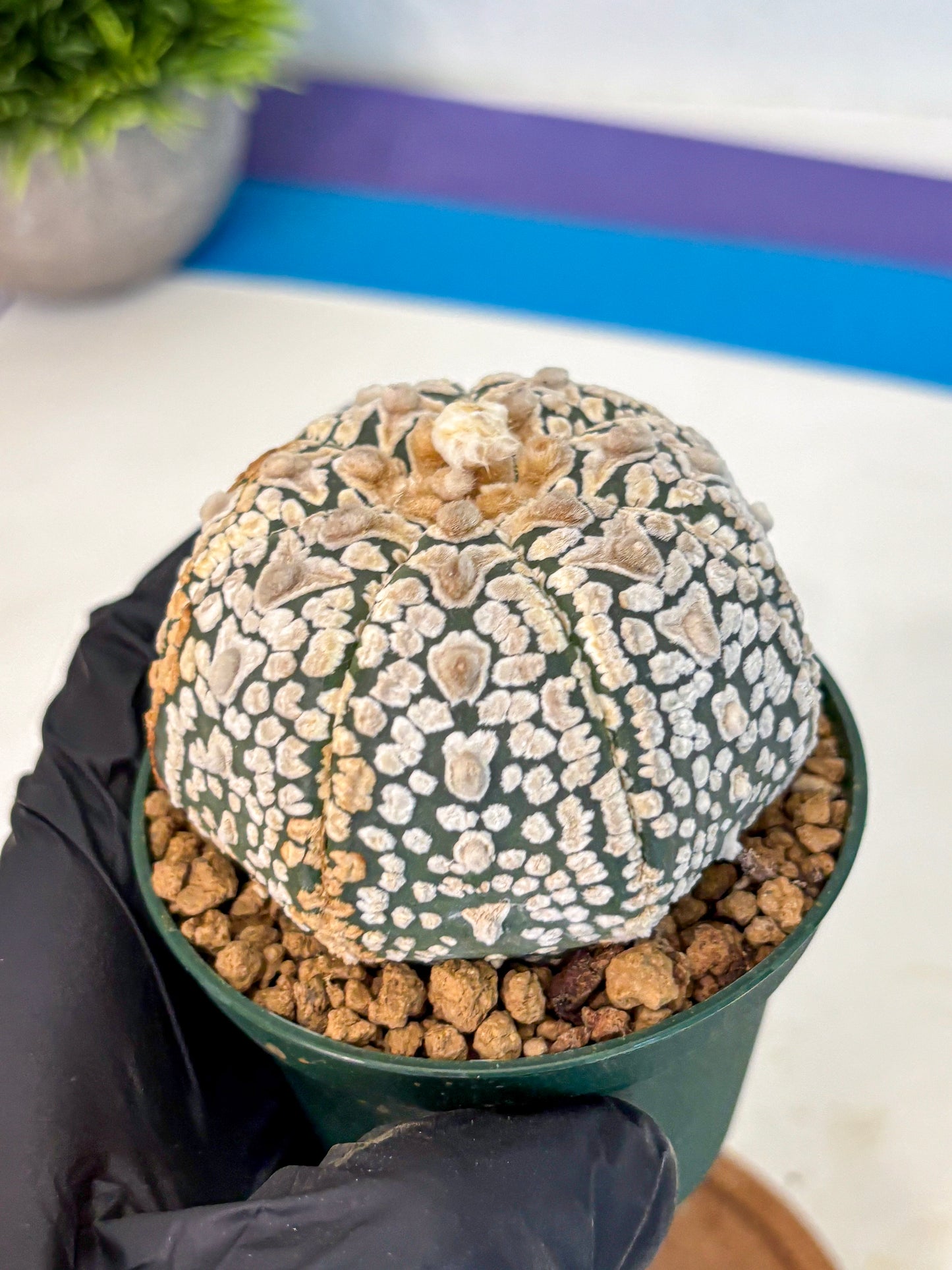Astrophytum V Type (at2) (16) | Live Plant | Rare Collection