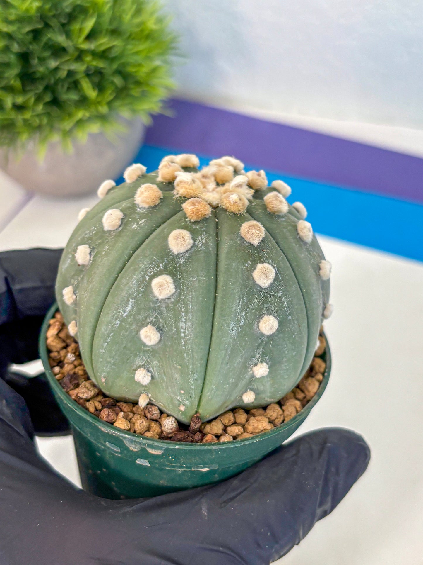 Astrophytum Oobito Nudum (at9) (16) | Cactus Plant