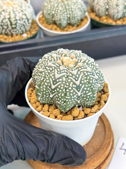 Astrophytum Star Shape (at2) (g4) | Japanese Import