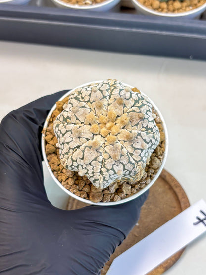 Astrophytum V-Type (at5) (y7) | Rare imported Plant