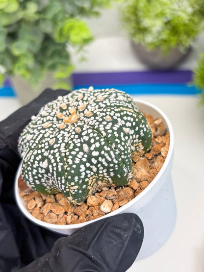 Astrophytum Star Shape (t3) (r6) | 3" Pot