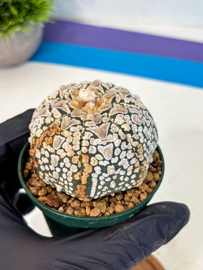 Astrophytum V Type (at2) (16) | Live Plant | Rare Collection