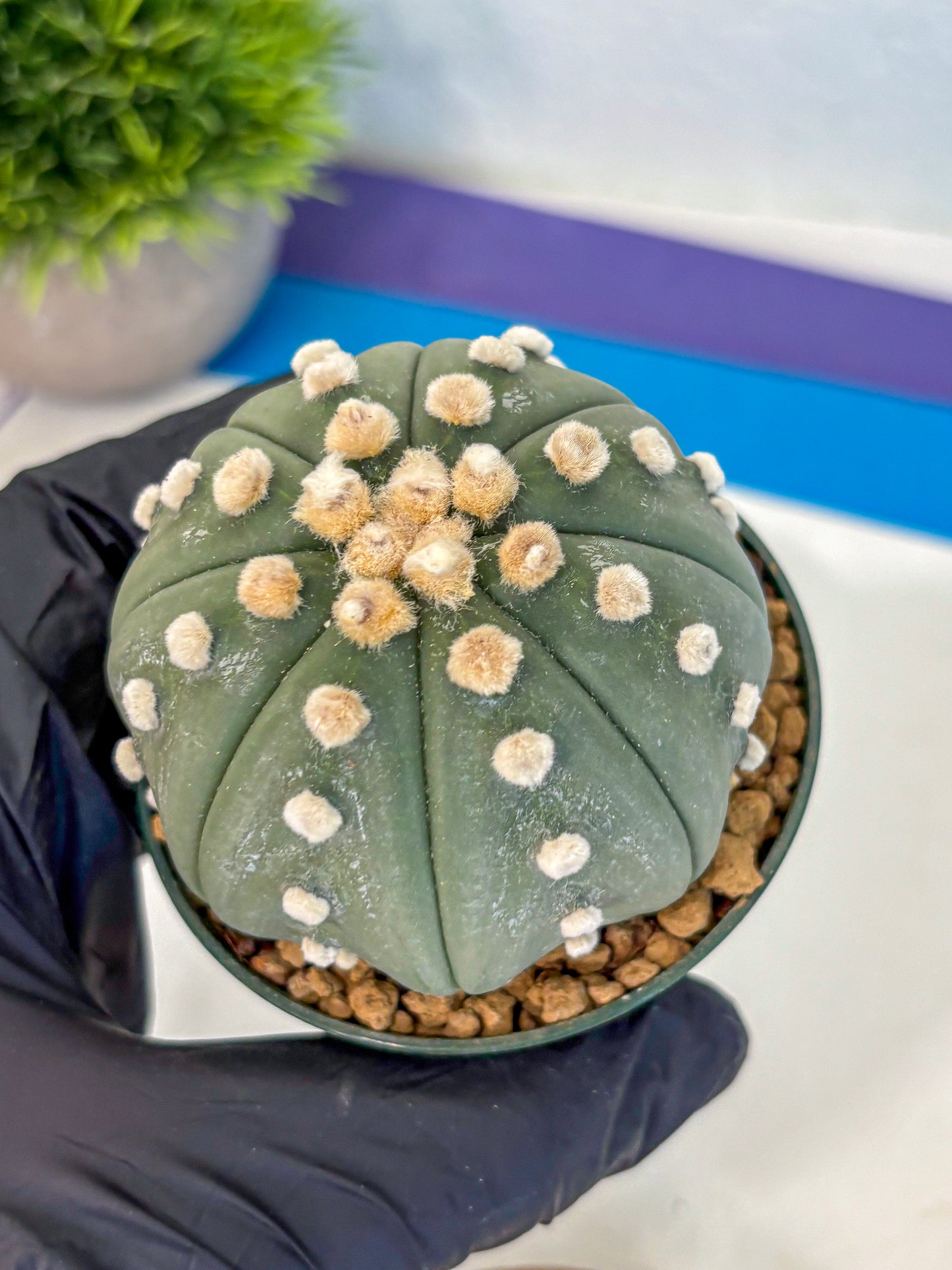 Astrophytum Oobito Nudum (at9) (16) | Cactus Plant