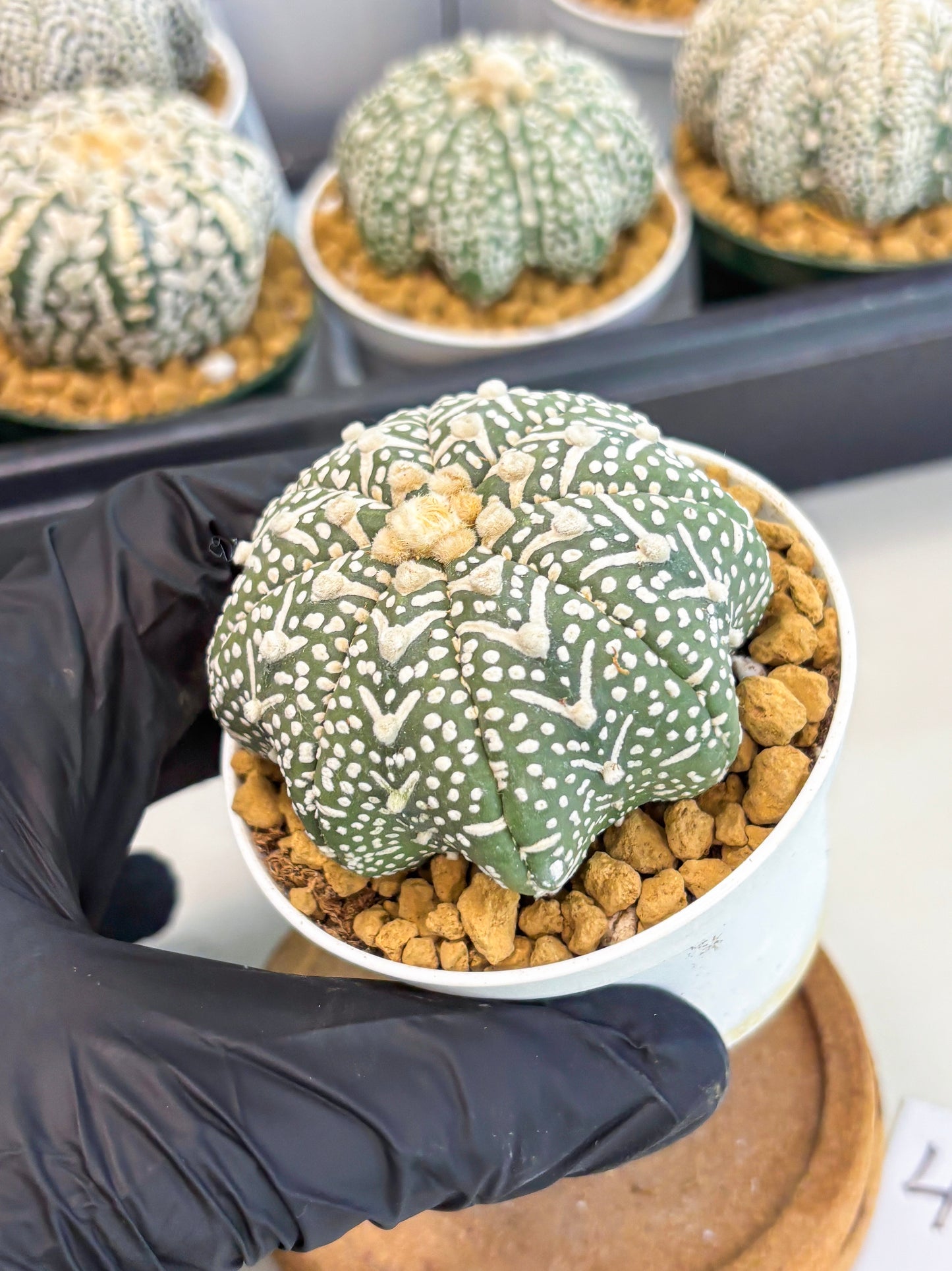 Astrophytum Star Shape (at2) (g4) | Japanese Import