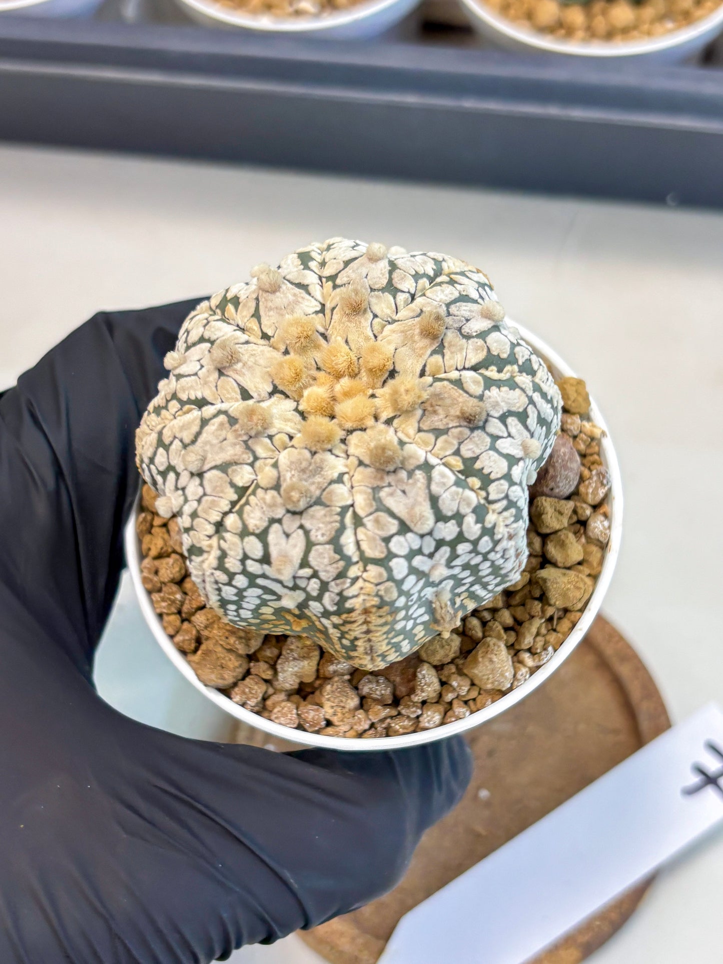 Astrophytum V-Type (at5) (y7) | Rare imported Plant