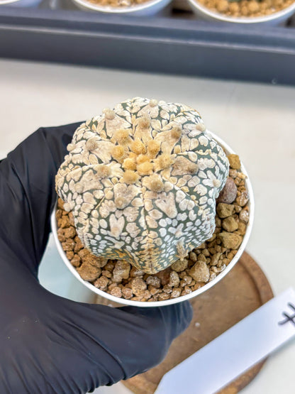 Astrophytum V-Type (at5) (y7) | Rare imported Plant