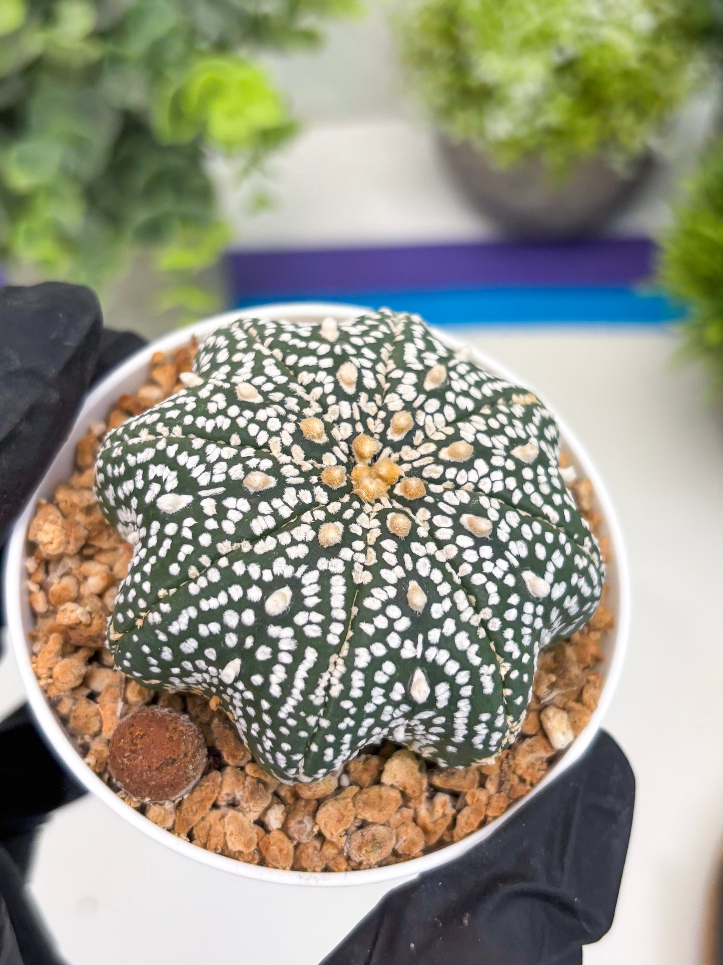 Astrophytum Star Shape (t3) (r6) | 3" Pot
