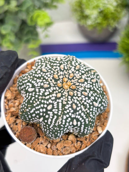 Astrophytum Star Shape (t3) (r6) | 3" Pot