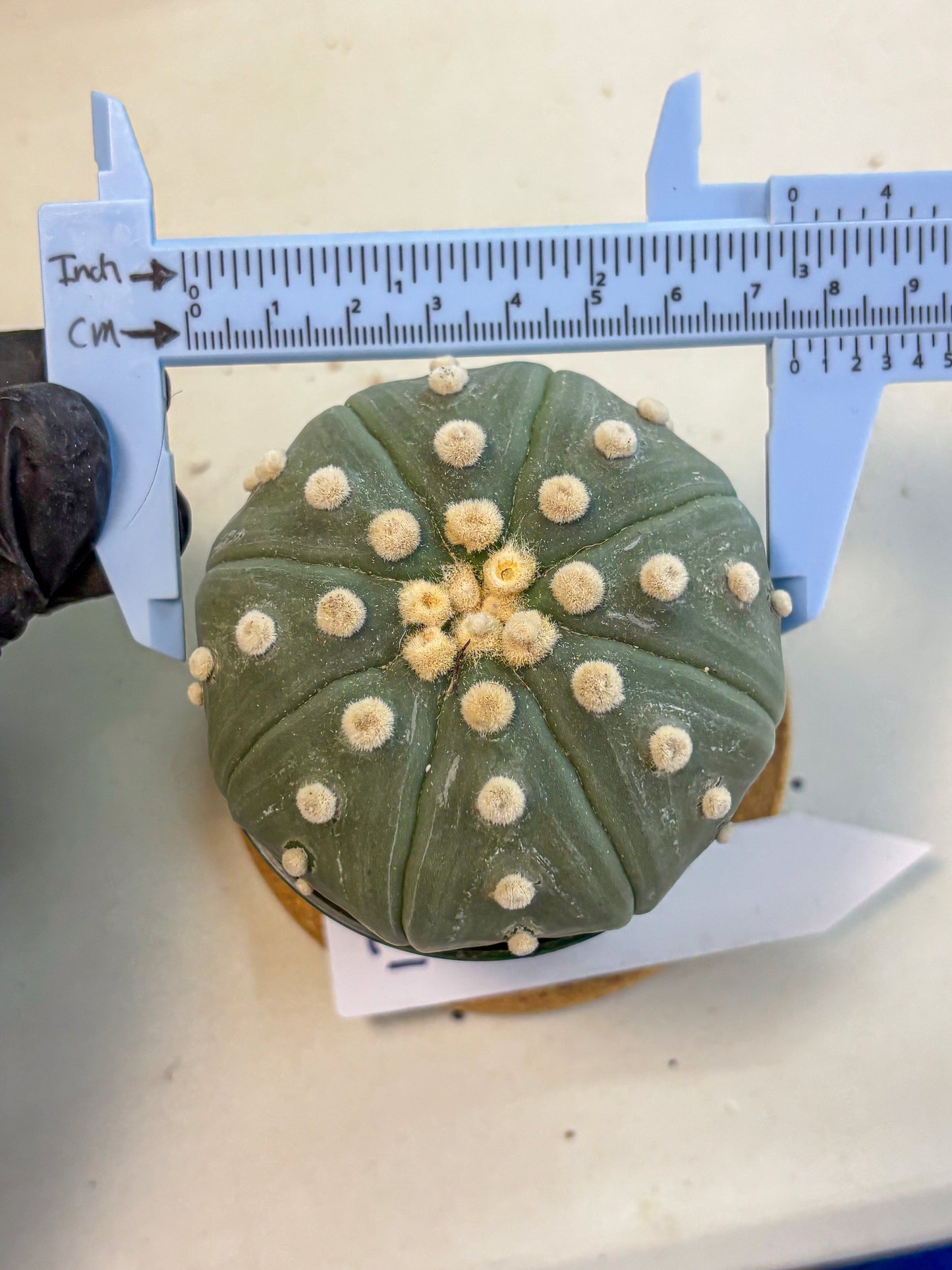 Astrophytum Oobito Nudum (at9) (17) | Cactus Plant