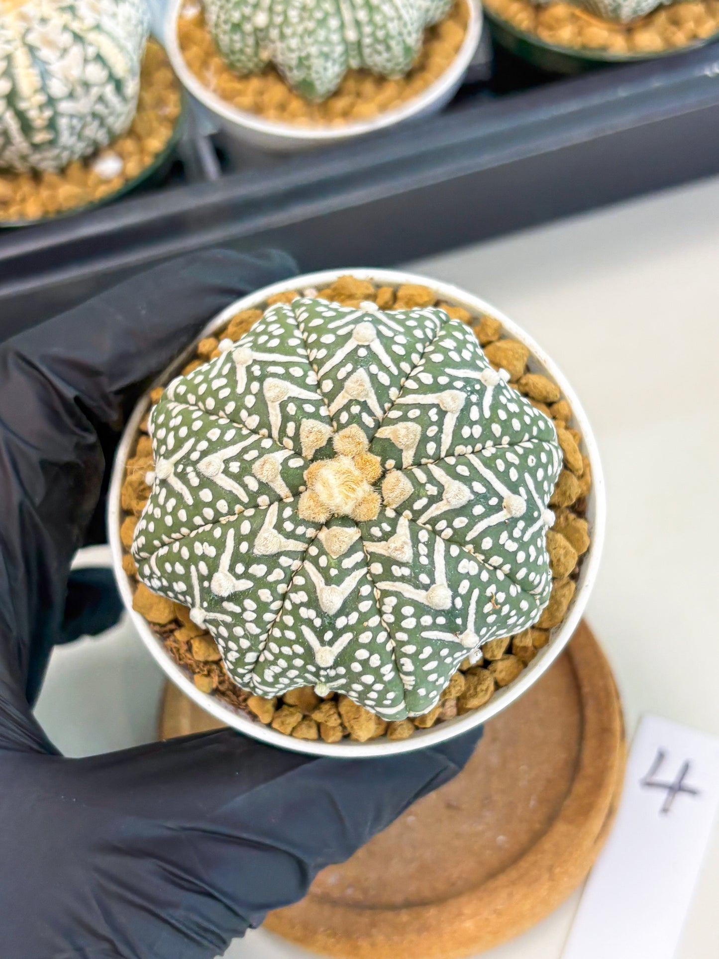 Astrophytum Star Shape (at2) (g4) | Japanese Import