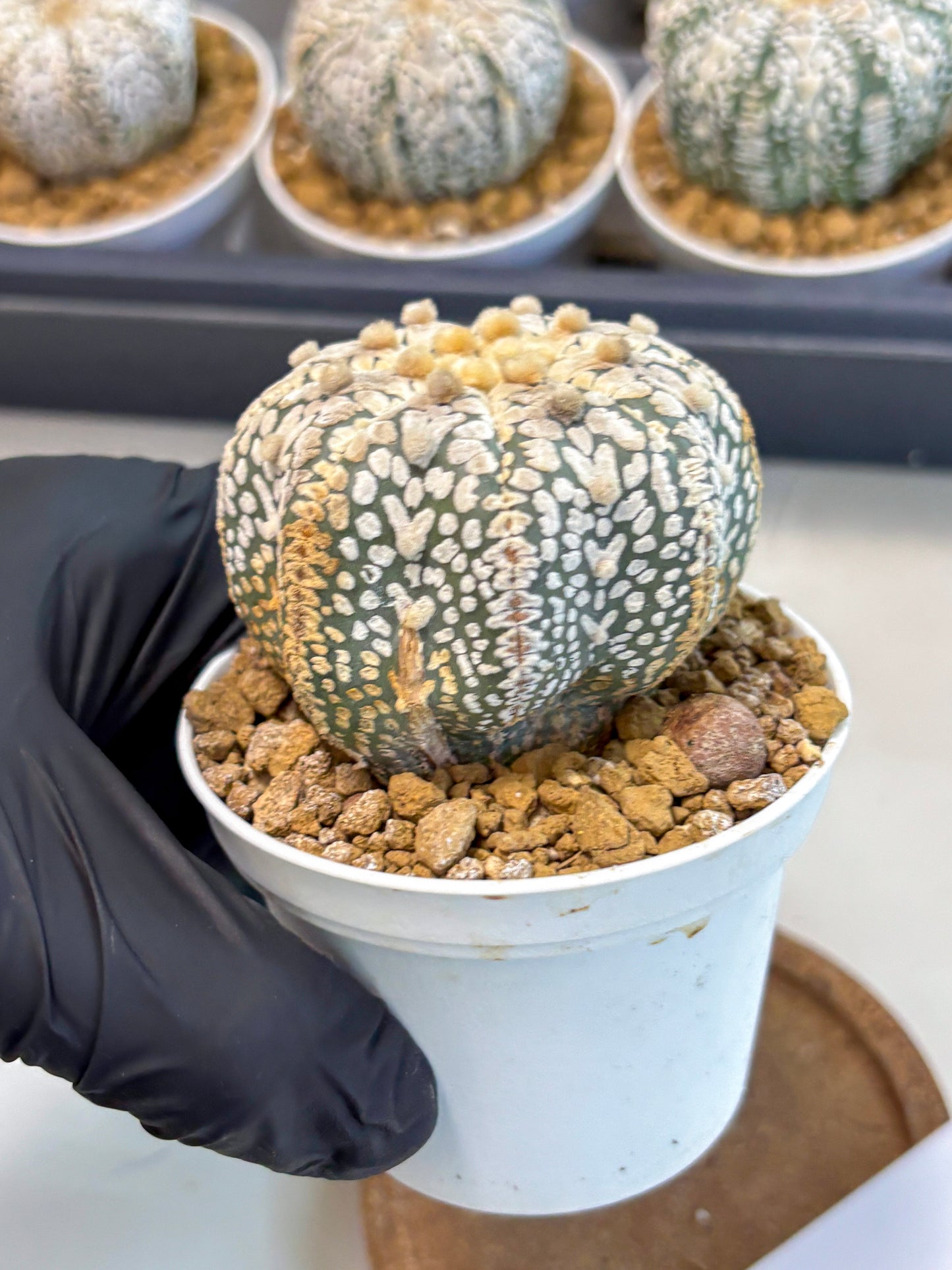 Astrophytum V-Type (at5) (y7) | Rare imported Plant