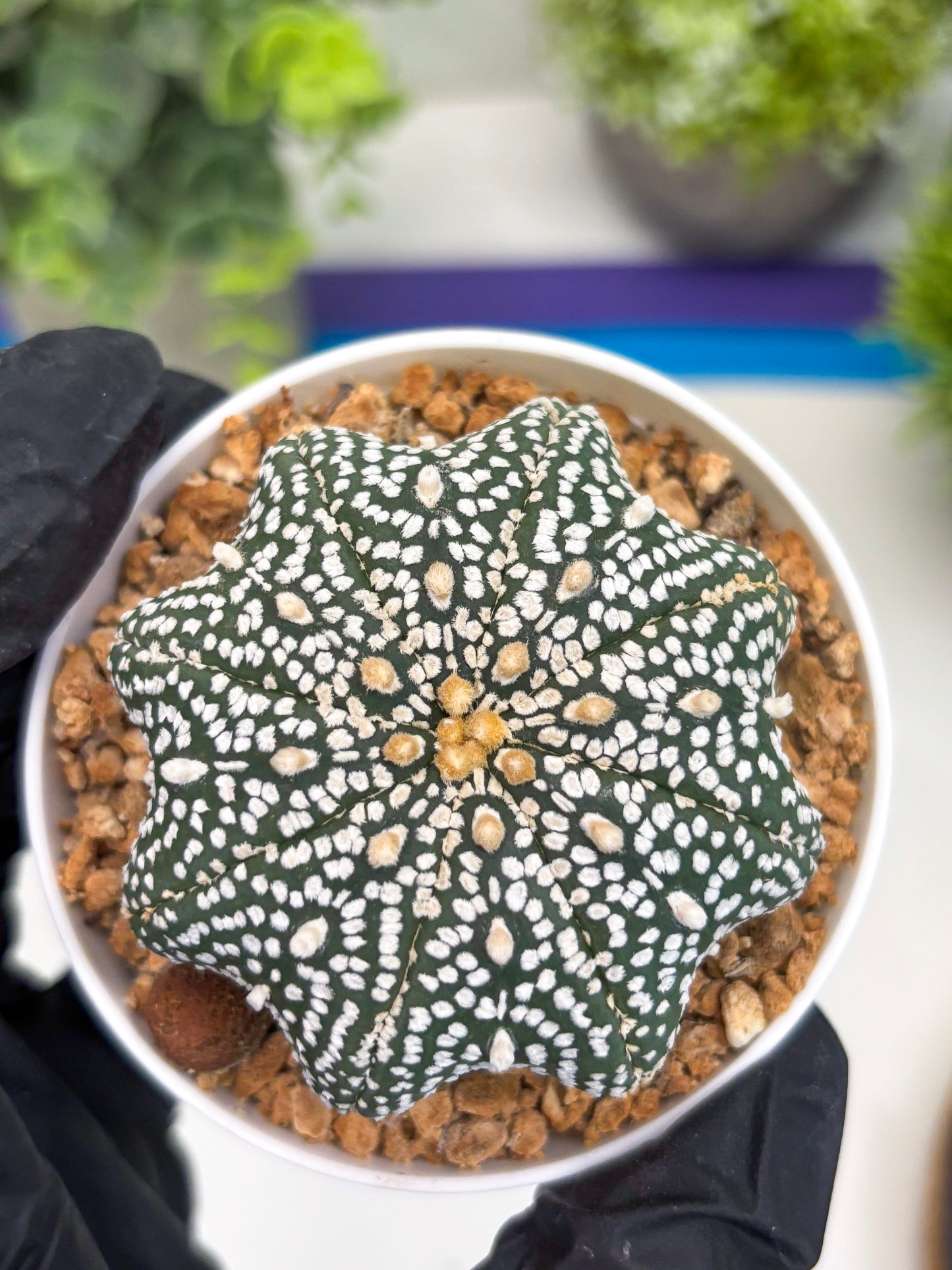 Astrophytum Star Shape (t3) (r6) | 3" Pot