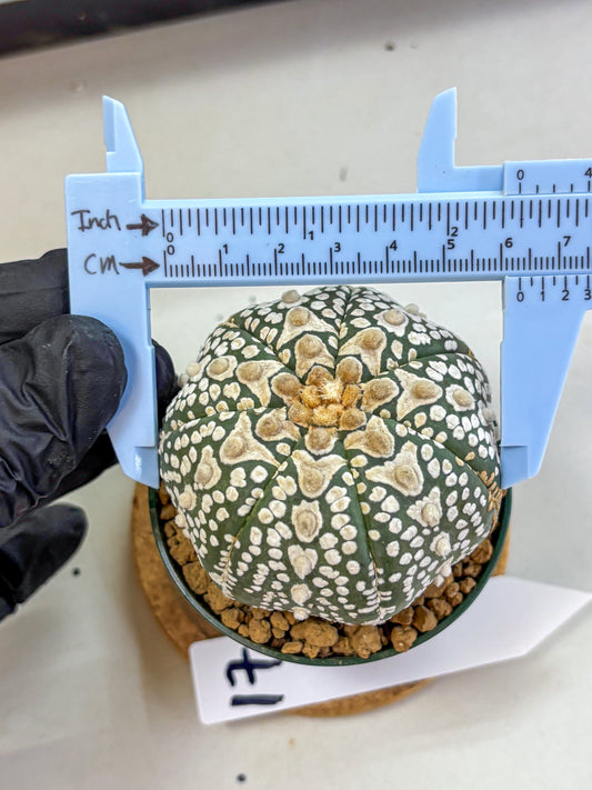 Astrophytum V Type (at2) (17) | Live Plant | Rare Collection
