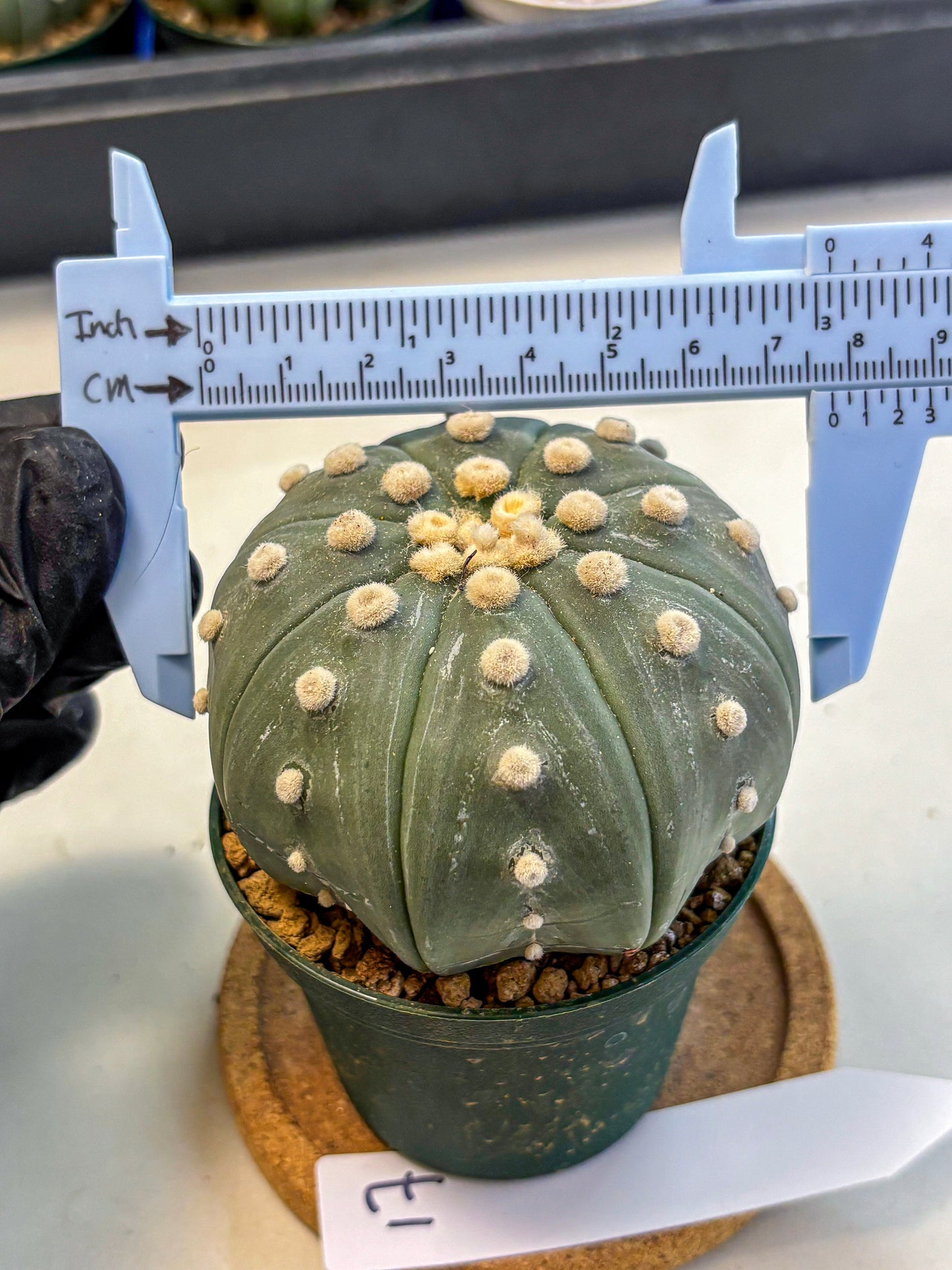 Astrophytum Oobito Nudum (at9) (17) | Cactus Plant