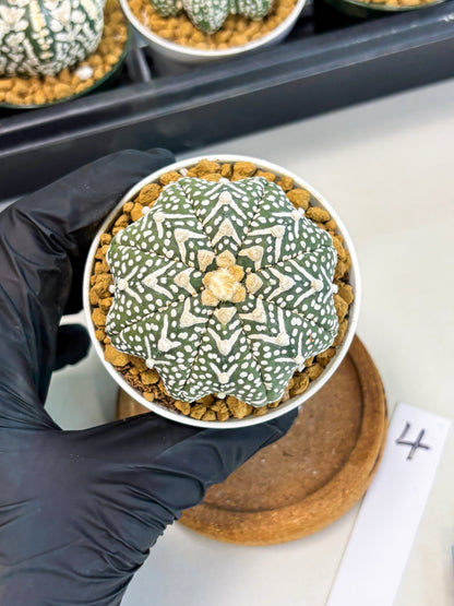 Astrophytum Star Shape (at2) (g4) | Japanese Import