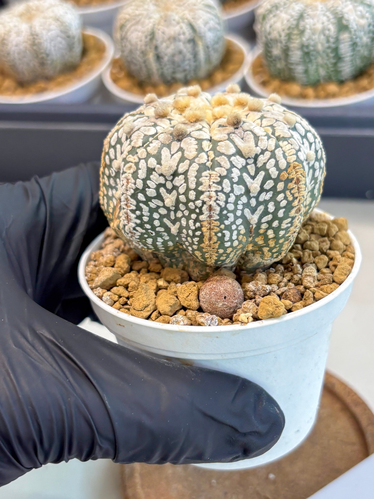 Astrophytum V-Type (at5) (y7) | Rare imported Plant