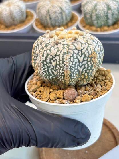 Astrophytum V-Type (at5) (y7) | Rare imported Plant