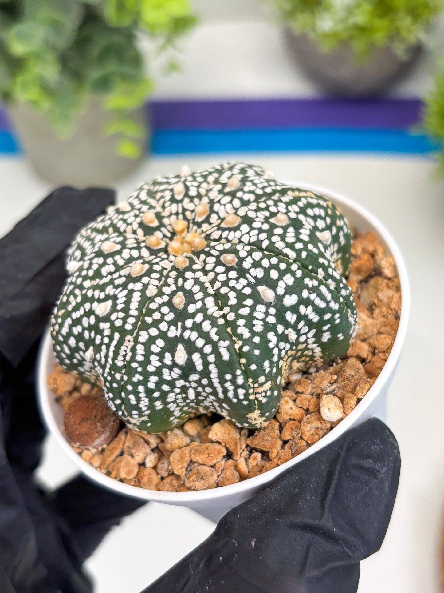 Astrophytum Star Shape (t3) (r6) | 3" Pot