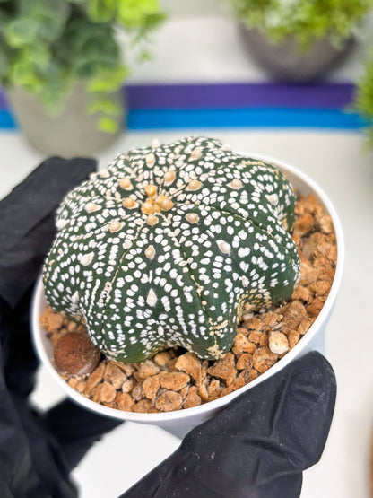 Astrophytum Star Shape (t3) (r6) | 3" Pot