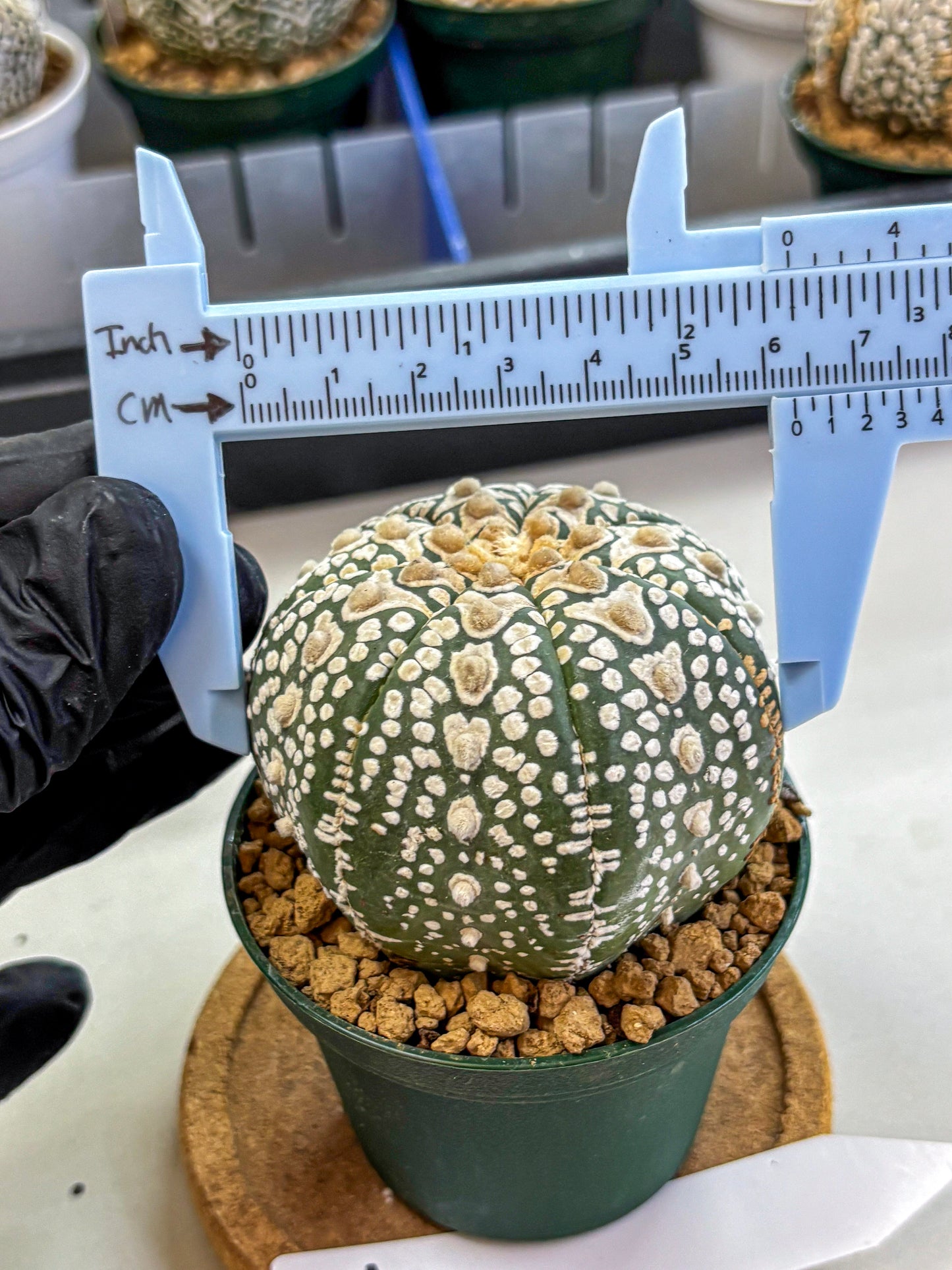 Astrophytum V Type (at2) (17) | Live Plant | Rare Collection