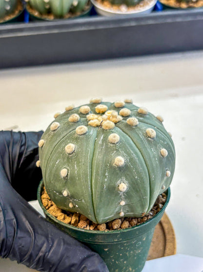 Astrophytum Oobito Nudum (at9) (17) | Cactus Plant