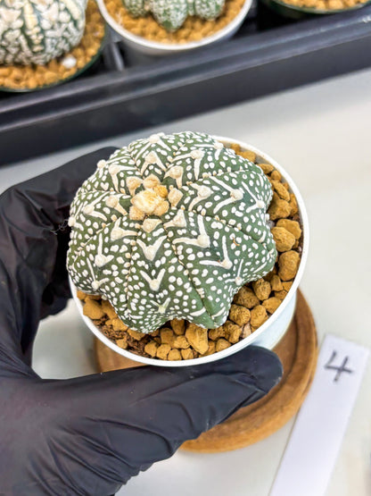 Astrophytum Star Shape (at2) (g4) | Japanese Import