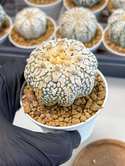 Astrophytum V-Type (at5) (y7) | Rare imported Plant