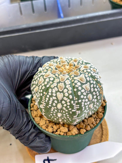 Astrophytum V Type (at2) (17) | Live Plant | Rare Collection