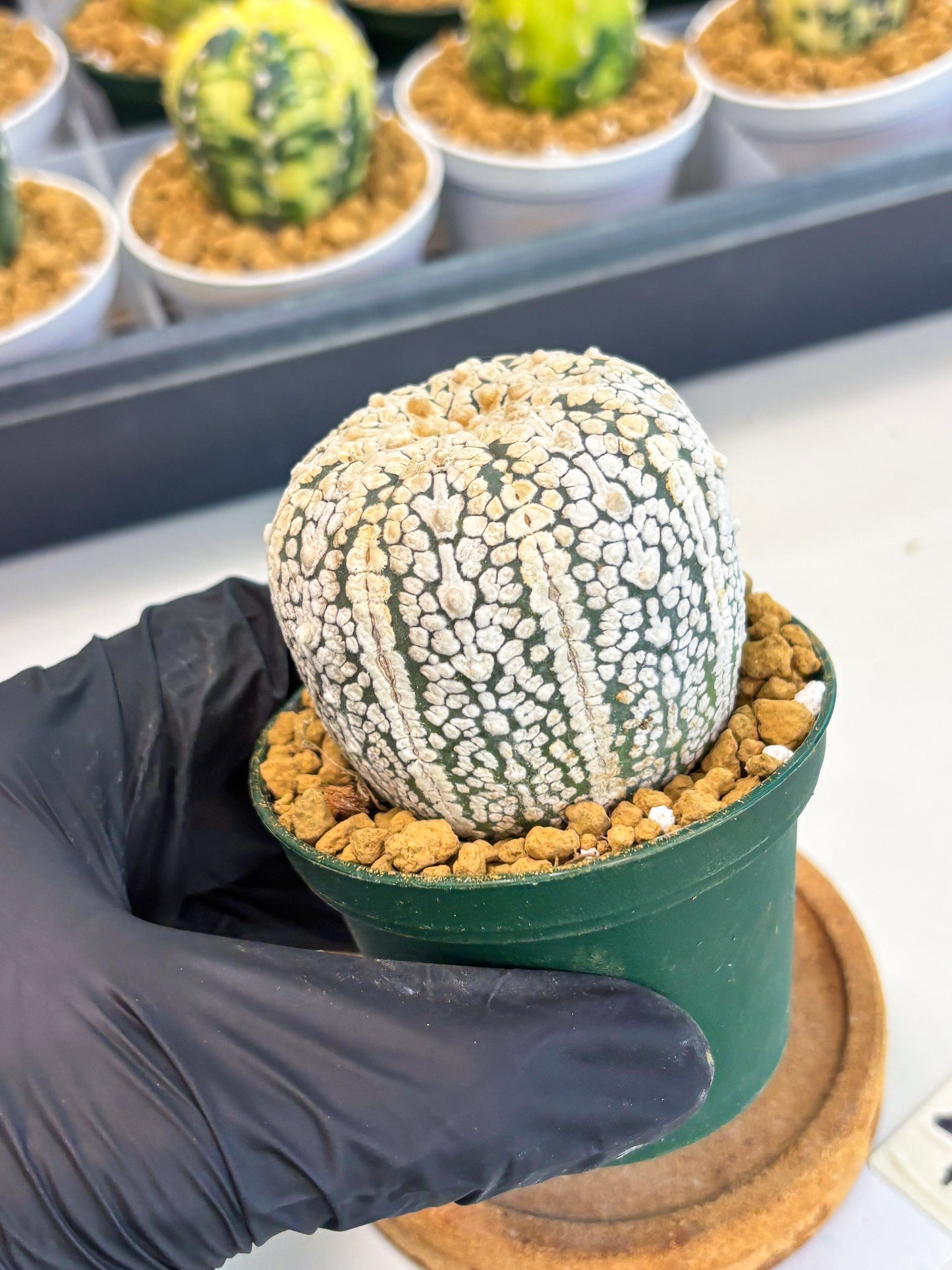 Astrophytum V-Type (at1) (p4) | Imported Cactus