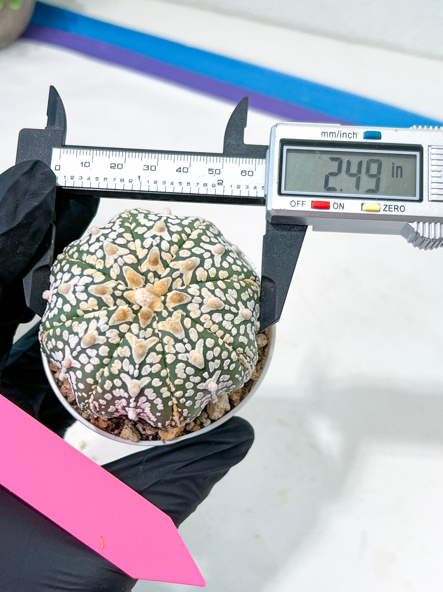 Astrophytum V-Type (#T4A) | Las Vegas Plant Shop | 3" Pot